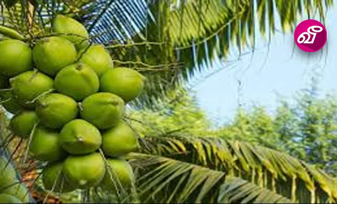 தெங்கு ஏற்றுமதித் துறையை 2 பில்லியன் டொலராக உயர்த்துவது குறித்து ஜனாதிபதி விசேட கலந்துரையாடல் | Virakesari.lk
